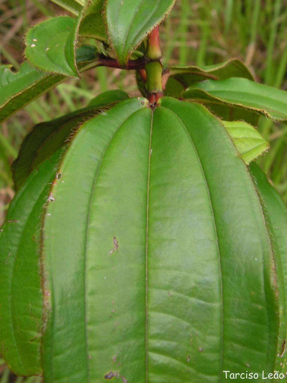 Image of Miconia ciliata (L. Rich.) DC.