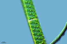 Image of Spirogyra