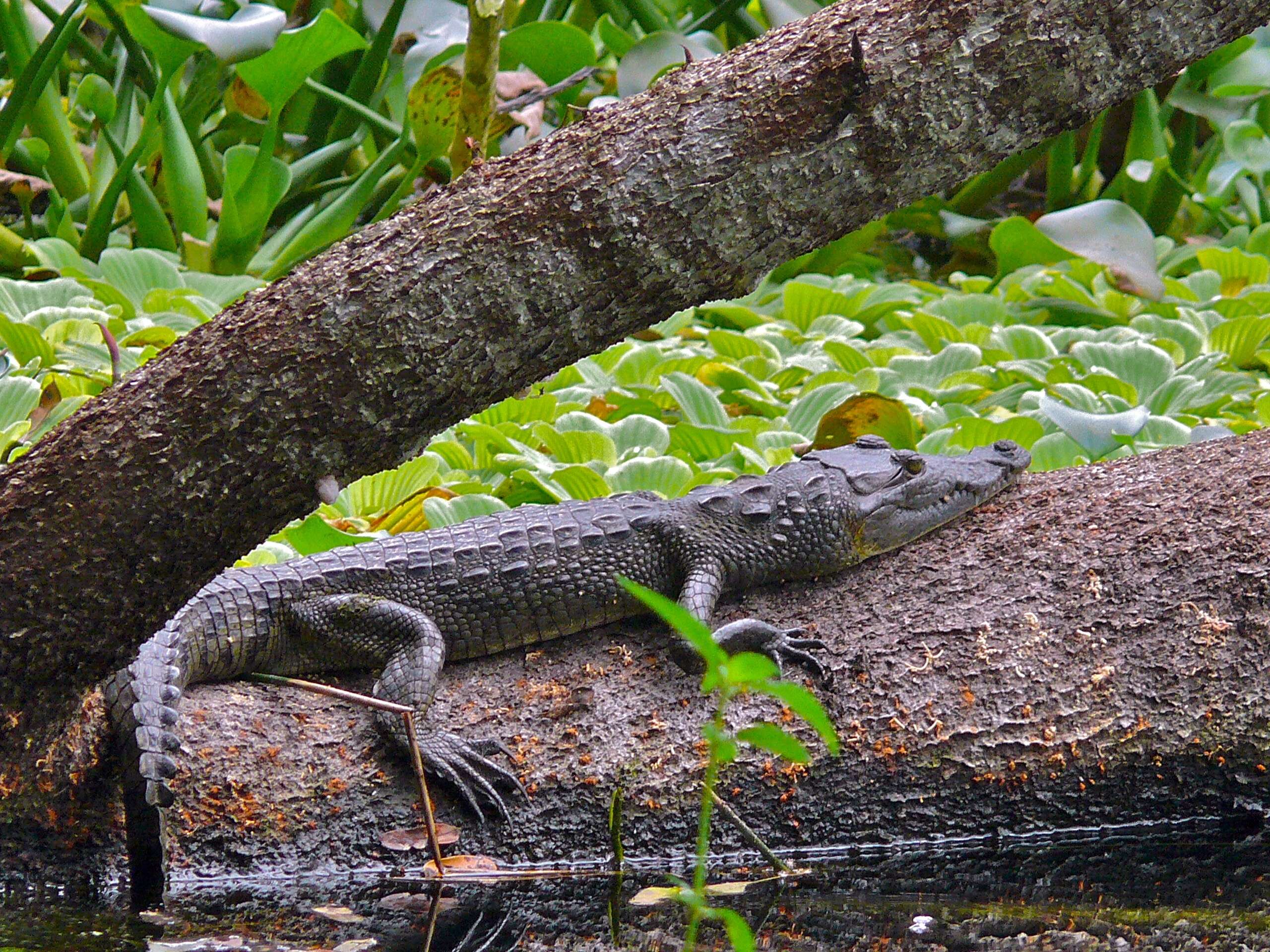 Image of crocodiles