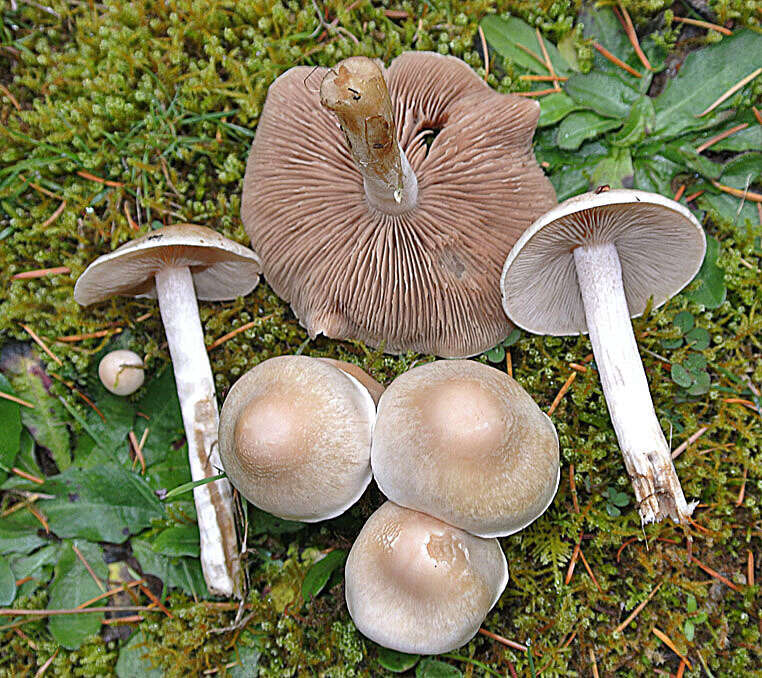 Plancia ëd Inocybe albodisca Peck 1898