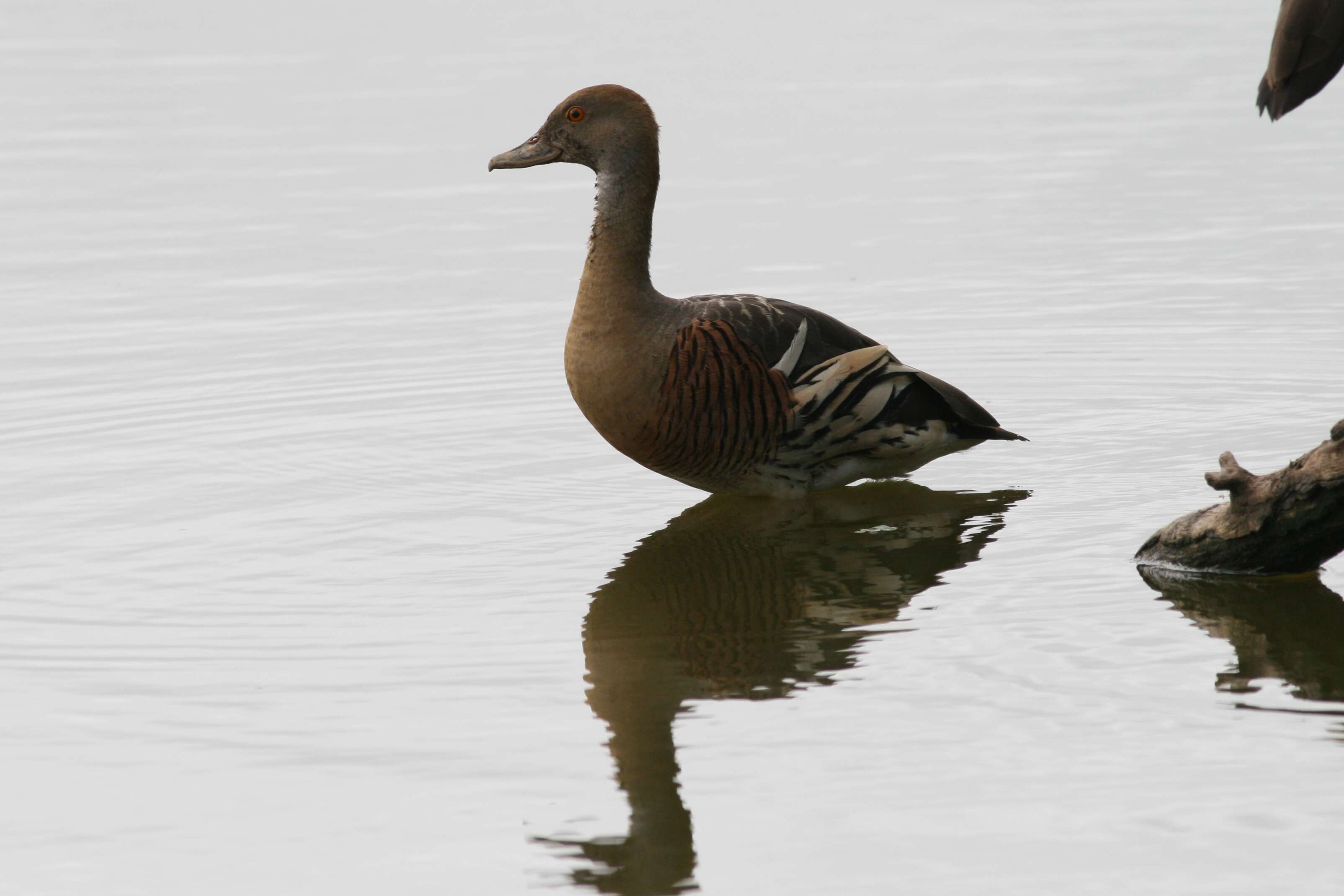 Image of Grass Whistling Duck