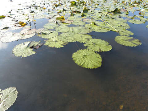 Image of Dotleaf waterlily