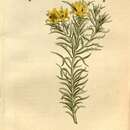 Image of Monopsis variifolia (Sims) Urb.