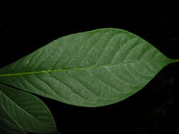 Image of Daphnopsis costaricensis K. Barringer & Grayum