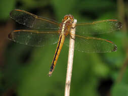 Image of Needham's Skimmer