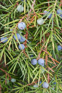 Sivun Juniperus communis var. communis kuva