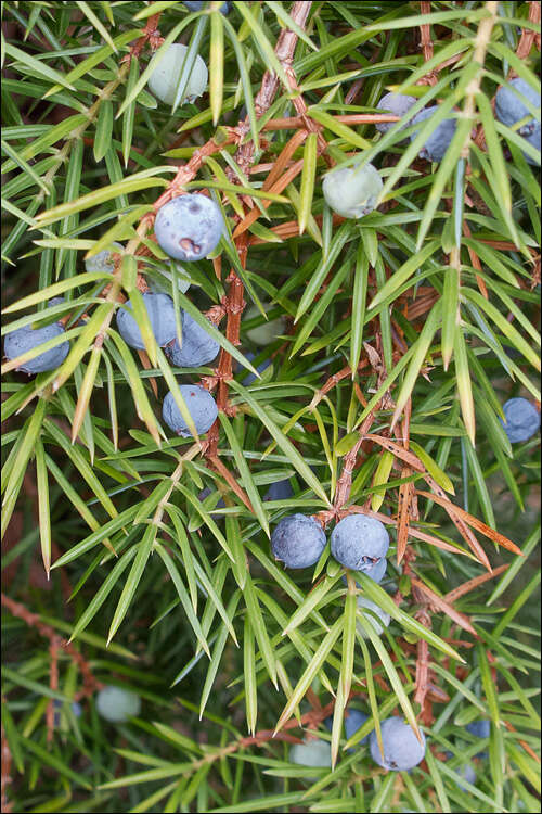 Sivun Juniperus communis var. communis kuva