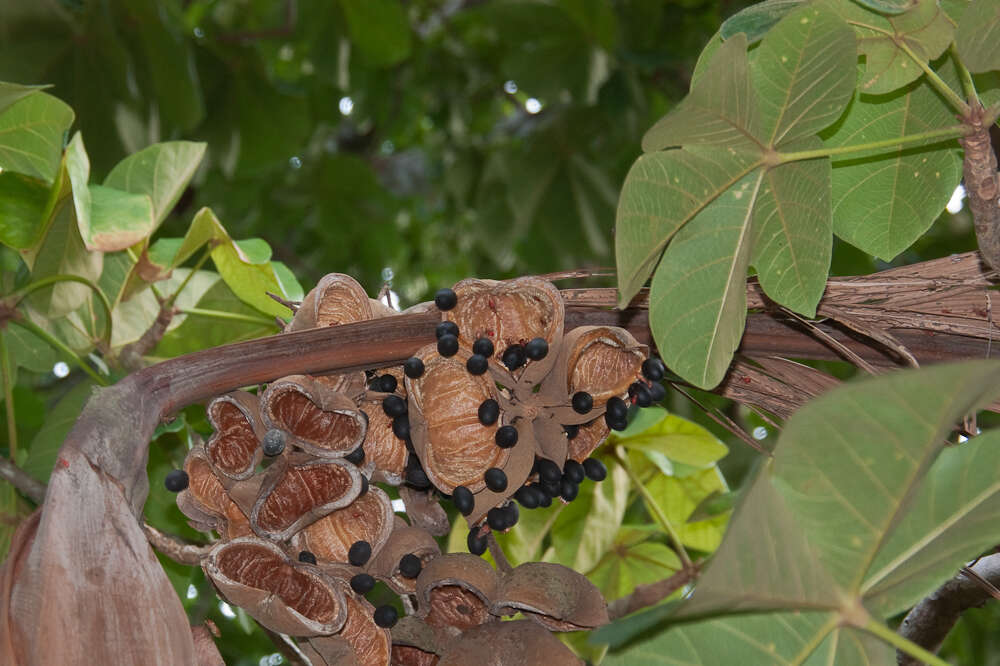 Image of Panama tree