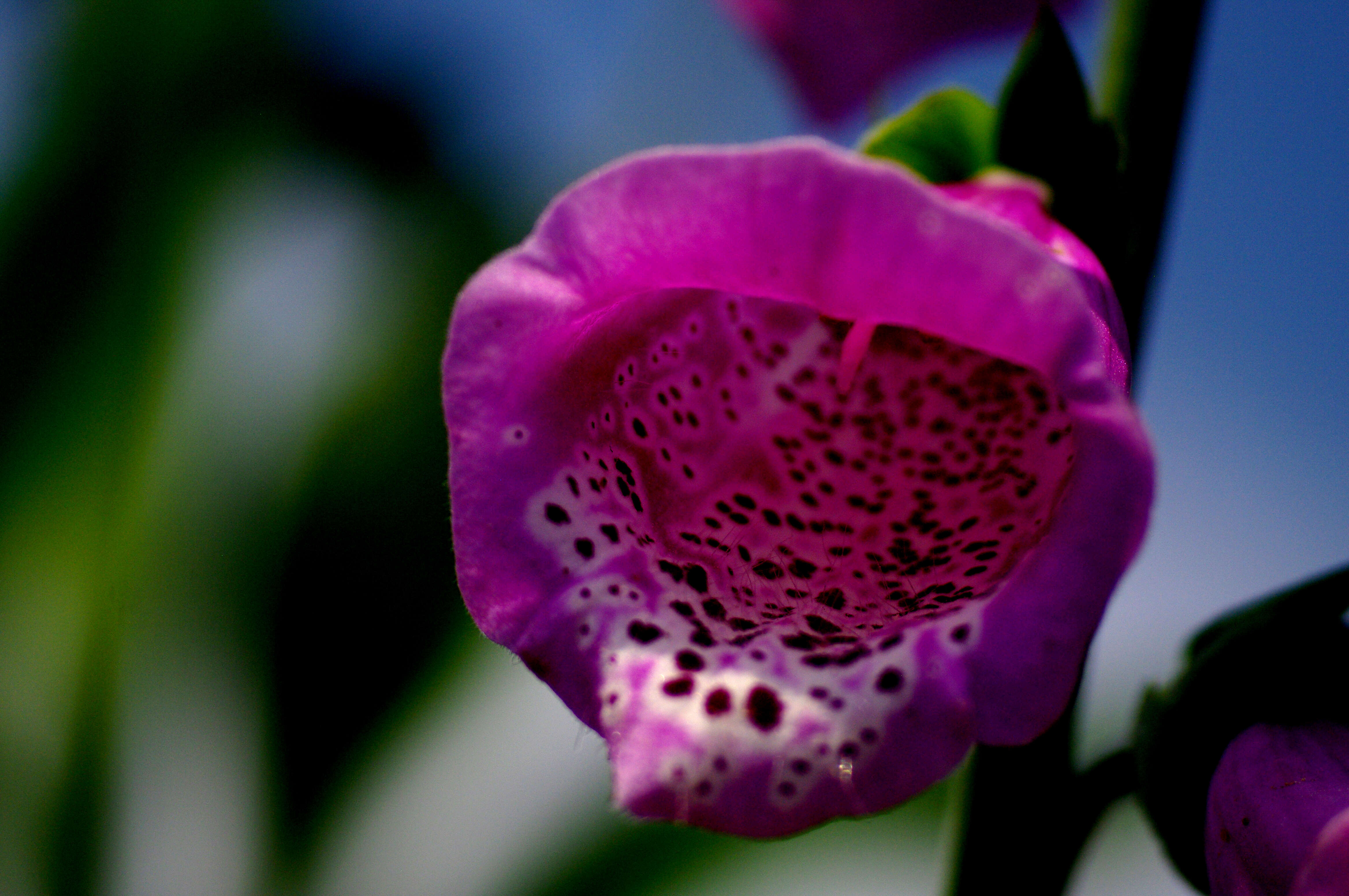 Image of Foxgloves