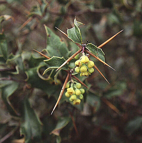 Image de Berberis chilensis Gill.