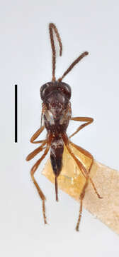 Image of <i>Alysia caudata</i>