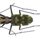 Image of Polyrhanis (Polyrhanis) ancorifera (W. Horn 1897)