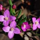 Image of Boronia humifusa Paul G. Wilson