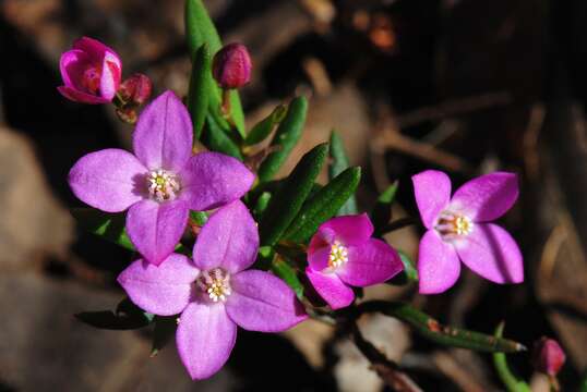 Image of Boronia humifusa Paul G. Wilson