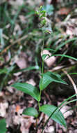 Image of Helleborine