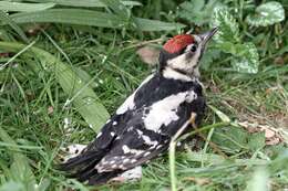 Image of Great Spotted Woodpecker