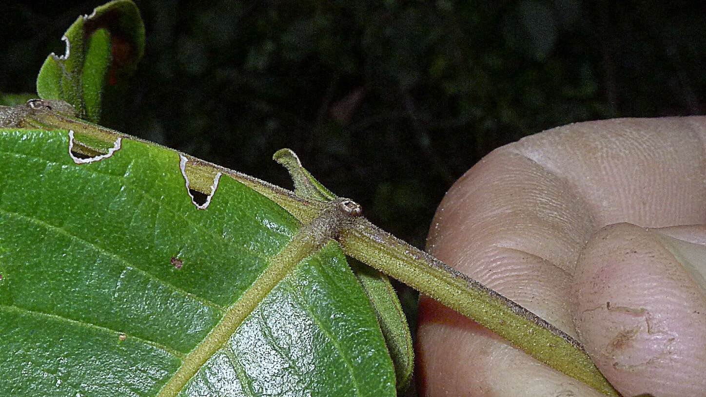 Image of Inga subnuda Benth.