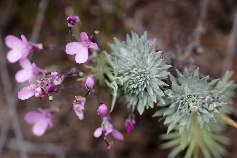 Image of Stylidium brunonianum Benth.