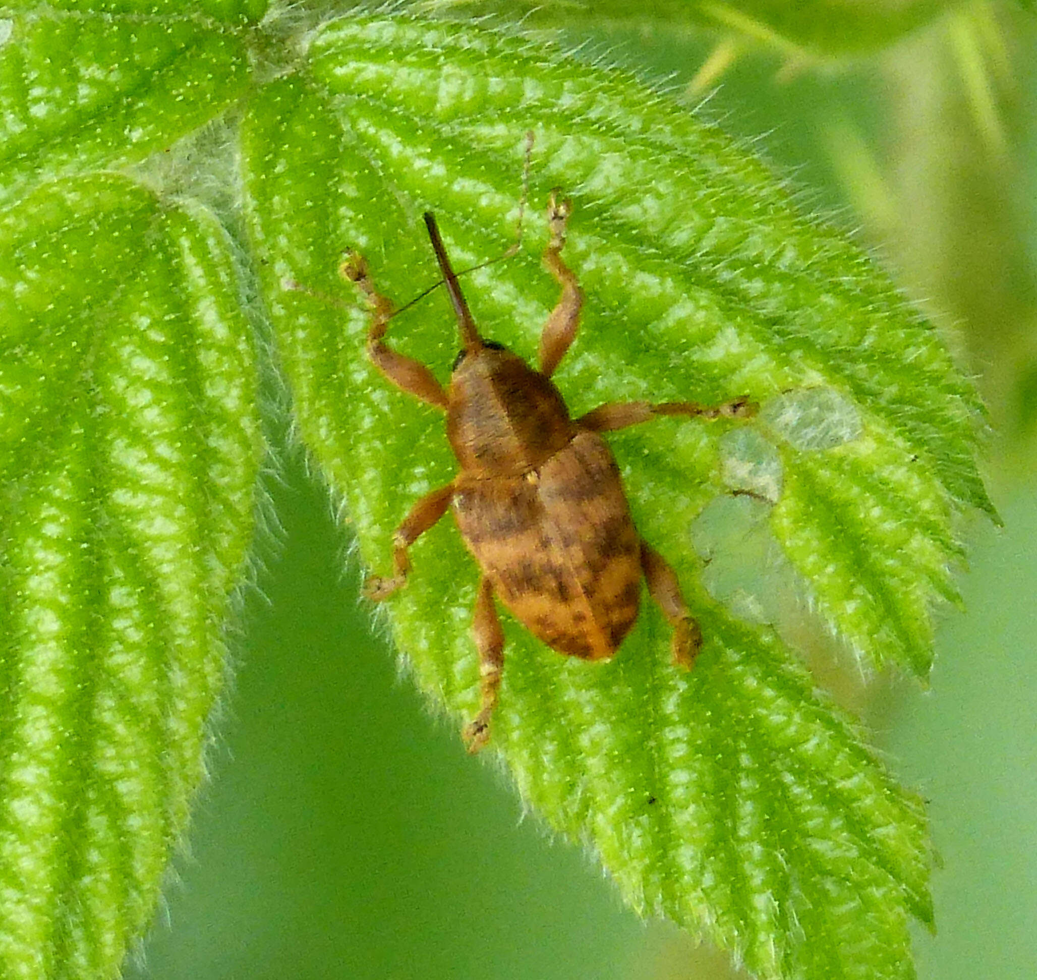 Curculio venosus (Gravenhorst 1807) resmi