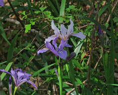 صورة Iris innominata L. F. Hend.