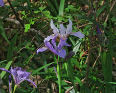 Image of Del Norte County iris