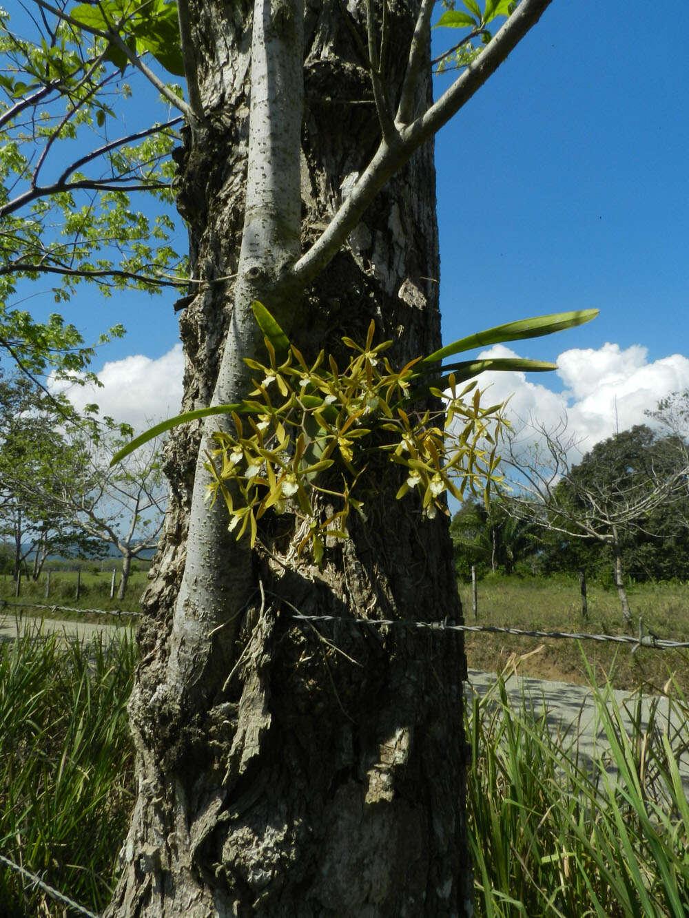 Слика од Encyclia stellata (Lindl.) Schltr.