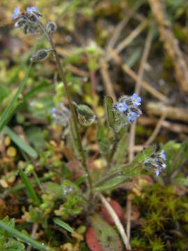 Image of Early Forget-me-not