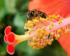 Lasioglossum xanthopus (Kirby 1802) resmi