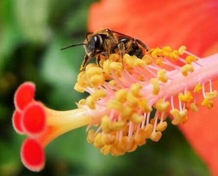 Plancia ëd Lasioglossum xanthopus (Kirby 1802)