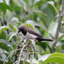 Image of Javan Munia