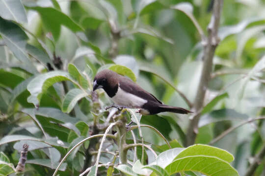 Image of Javan Munia