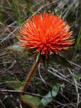 Gomphrena arborescens L. fil. resmi