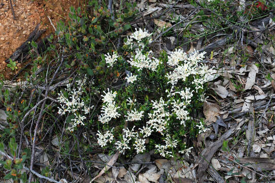 Image of Grevillea candolleana Meissn.