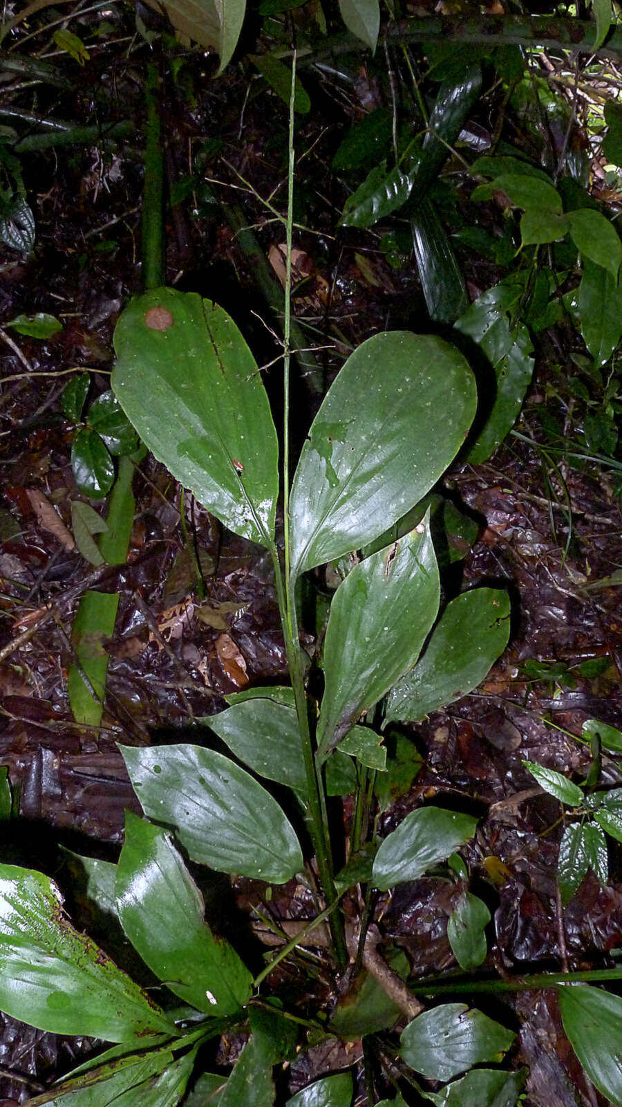 Imagem de Pharus latifolius L.