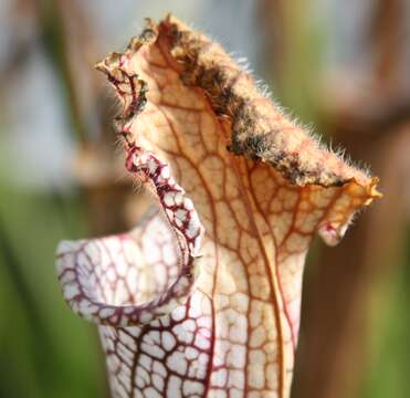 Image of crimson pitcherplant