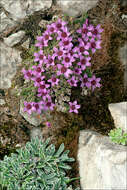 Image de Saxifraga oppositifolia subsp. oppositifolia