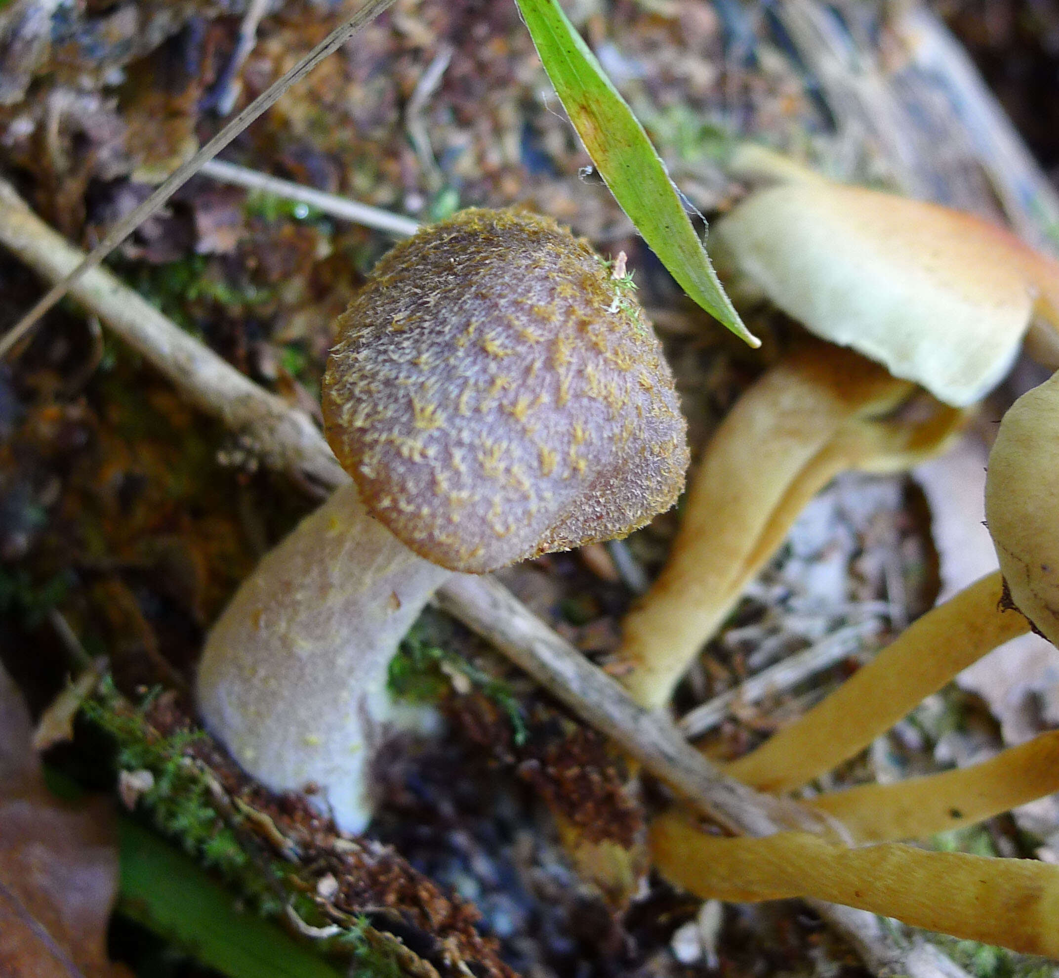 Image of Honey Fungus