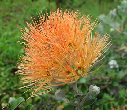 Image of 'ohi'a lehua