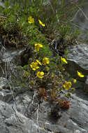 Image of cinquefoil