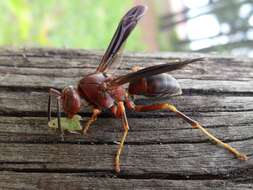 Image of Polistes