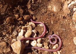 Image of Ramphotyphlops