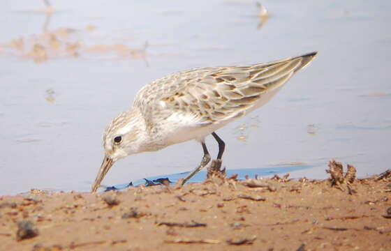 Image of Western Sandpiper