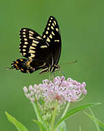 Image of milkweed