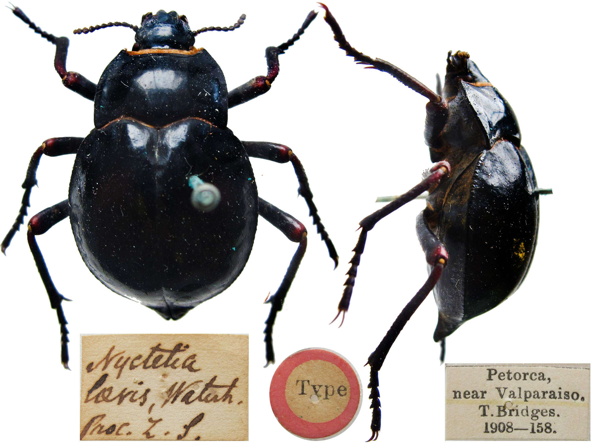 Image of Nyctelia Latreille 1825