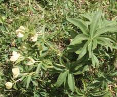 Image of Green Hellebore