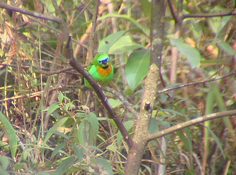 Image of Brassy-breasted Tanager