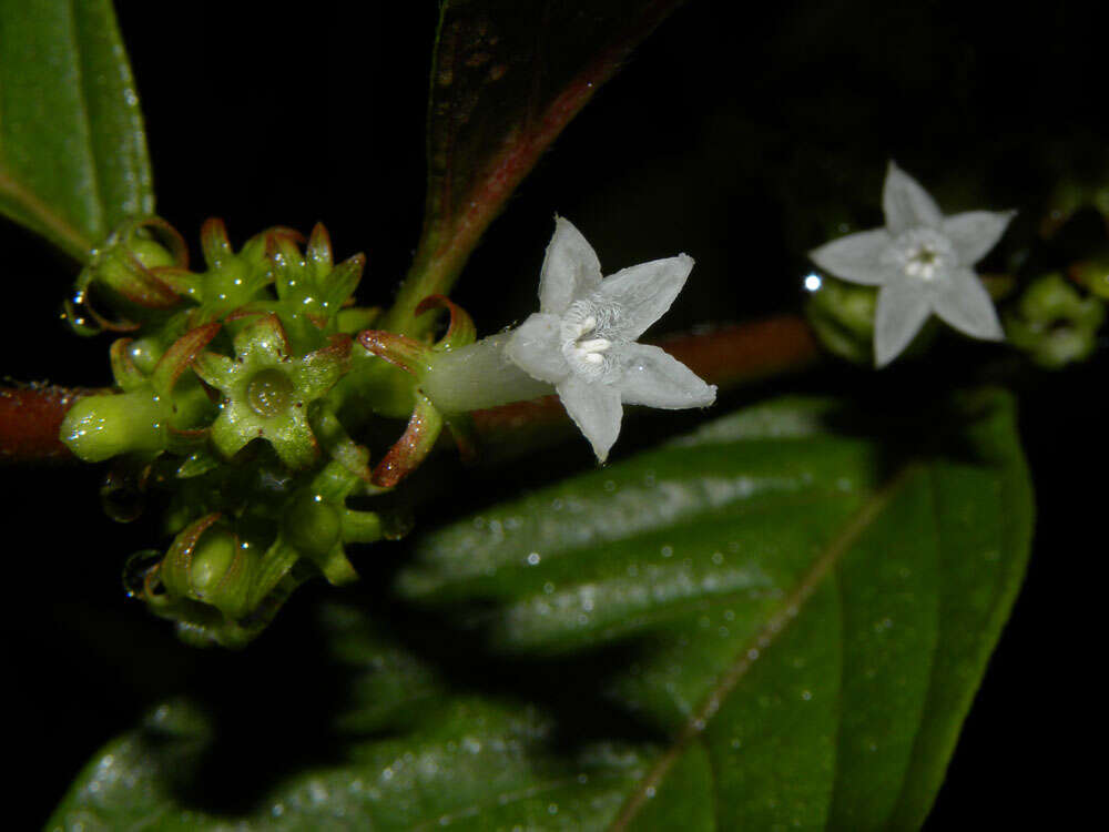 Image de Sabicea villosa Willd. ex Schult.