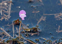 Image of eastern purple bladderwort