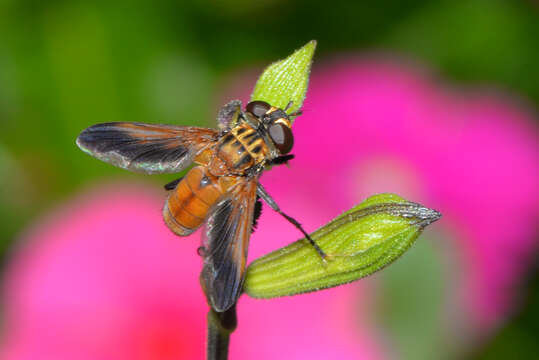 Image of Trichopoda giacomelli (Blanchard 1966)