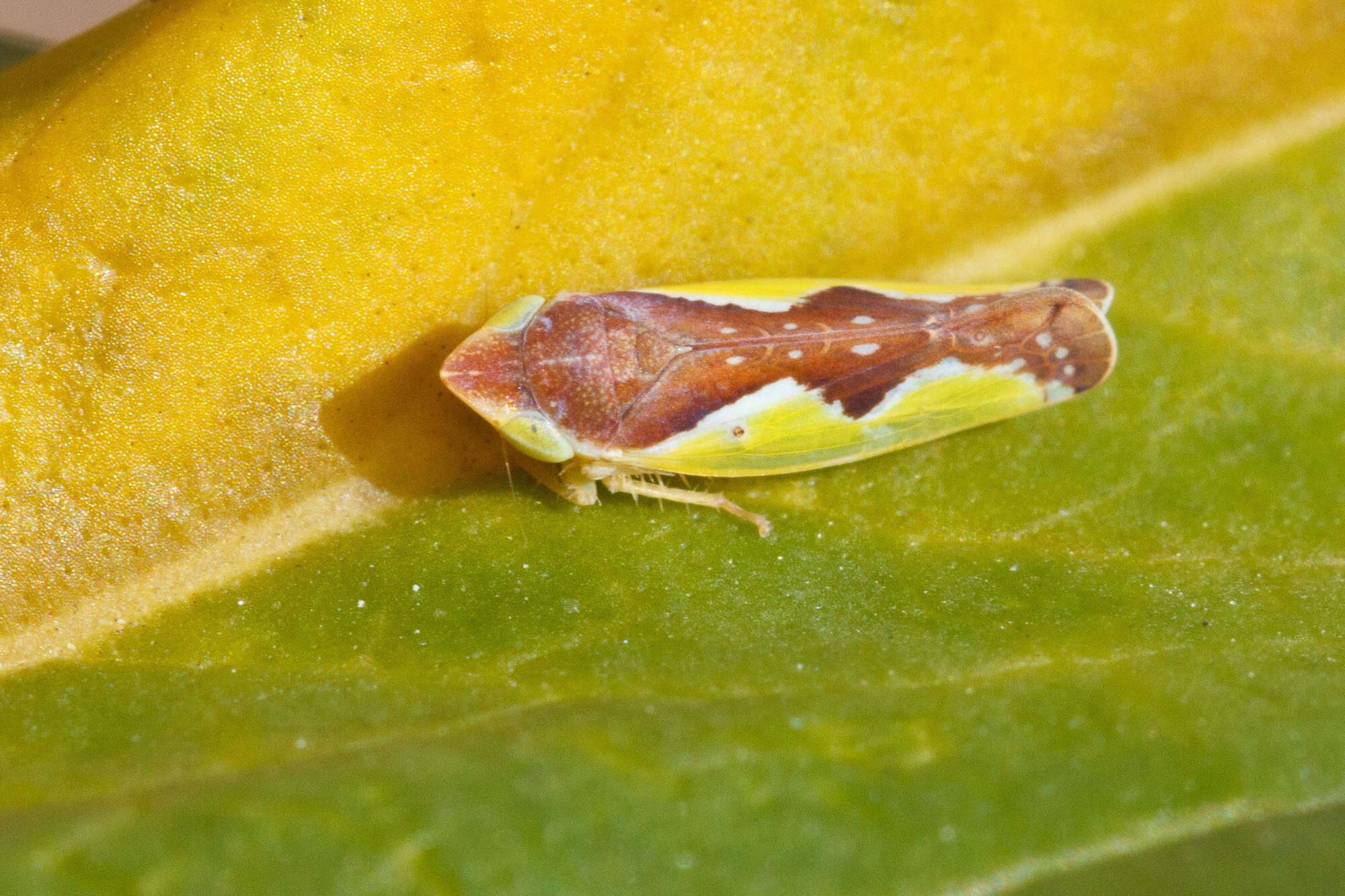 Image of Platymetopius